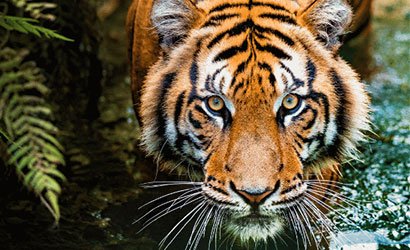 Tiger sighting in Chilla Zone, Rajaji National Park