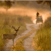Spotted Deer in Rajaji National Park