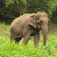 Asian Elephant herd in Rajaji National Park