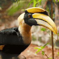 Great Hornbill bird in Rajaji National Park