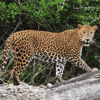 Leopard sighted in Rajaji National Park