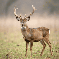 Swamp Deer at Jhilmil Jheel, Rajaji National Park