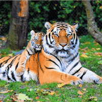 Bengal Tiger in Rajaji National Park