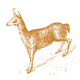 himalayan goral