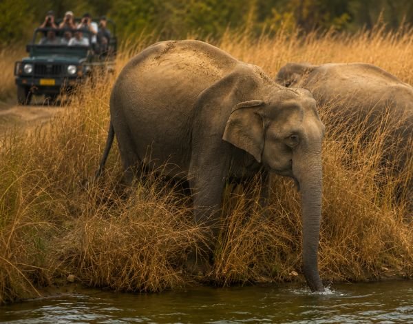 elephant