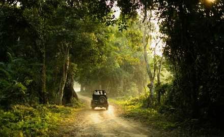 Sal and shisham forest in Mohand Zone
